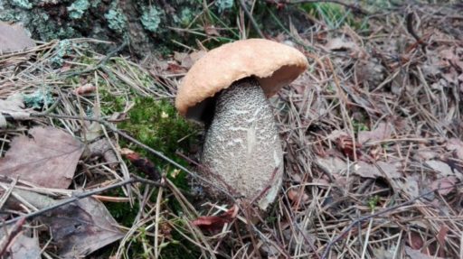 Grzybobranie 2016